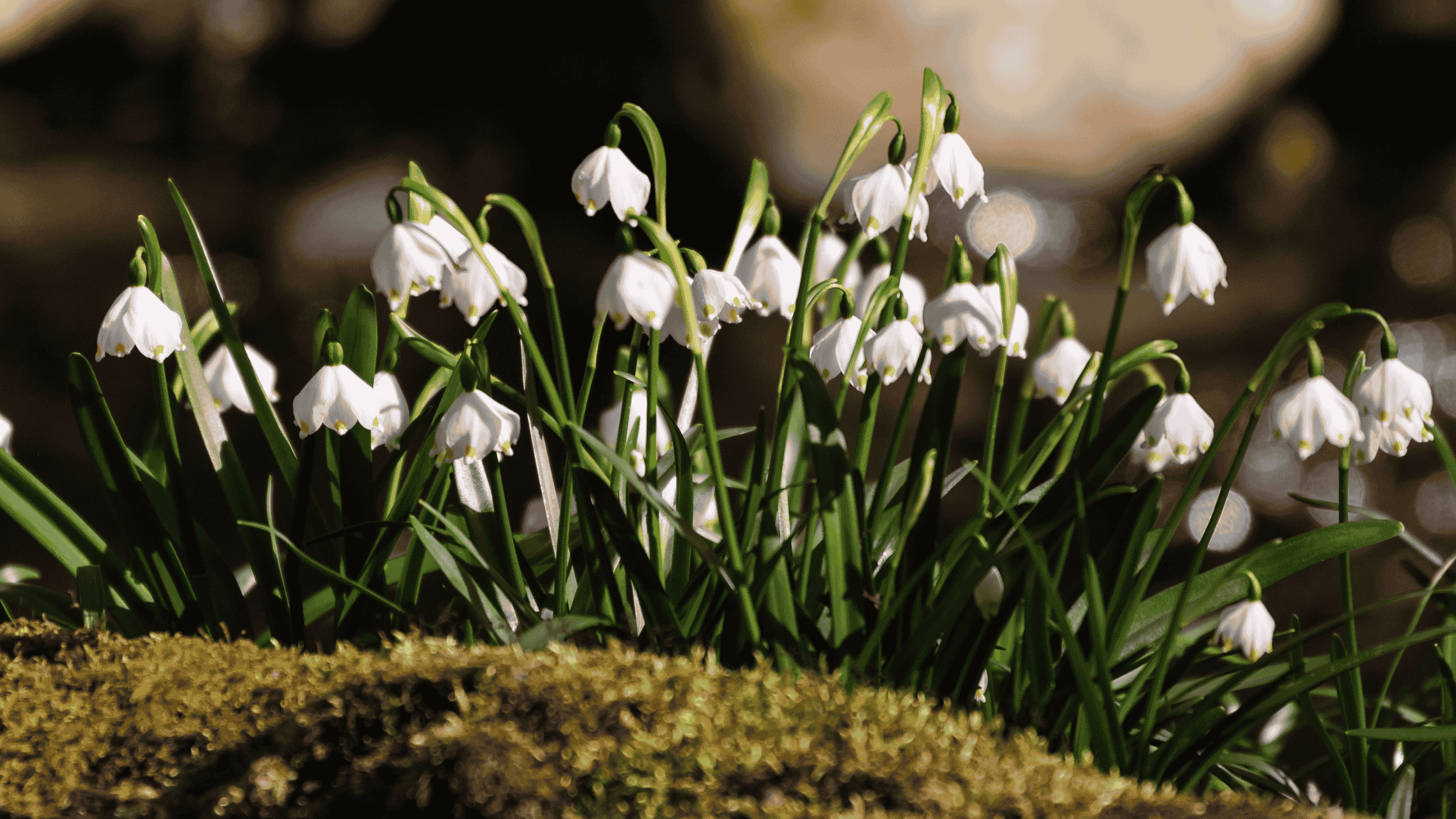 blooming white spring flowers